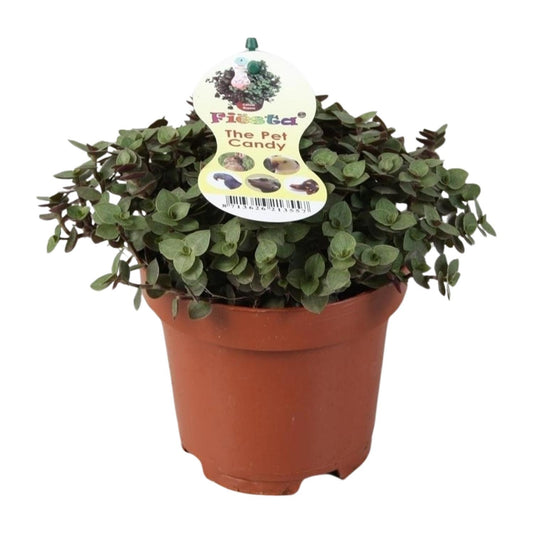 Callisia Repens (Creeping Plant) – Ø12cm ↕17cm | Easy Care