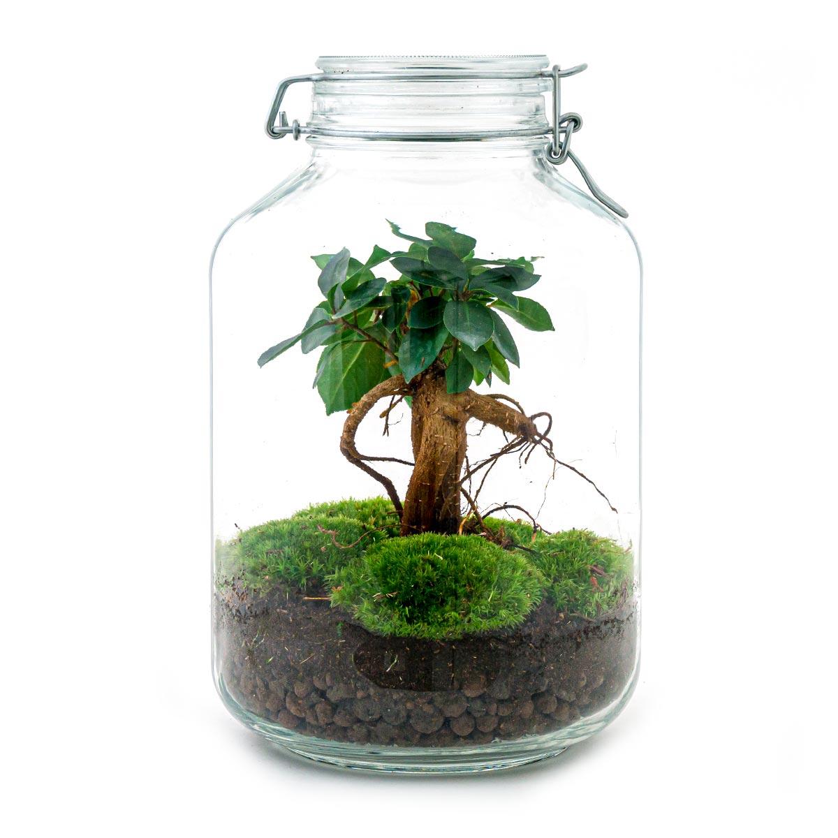🌿🛠️ DIY Terrarium Jar – Ficus Ginseng Bonsai – 28 cm – Complete with rake, shovel, tweezers &amp; scissors