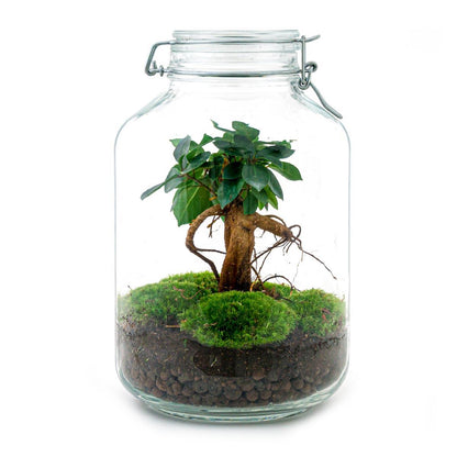 🌿🛠️ DIY Terrarium Jar – Ficus Ginseng Bonsai – 28 cm – Complete with rake, shovel, tweezers &amp; scissors