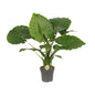 Alocasia Gageana 'California' (Elephant Ear) – Ø21cm ↕80cm | Average maintenance