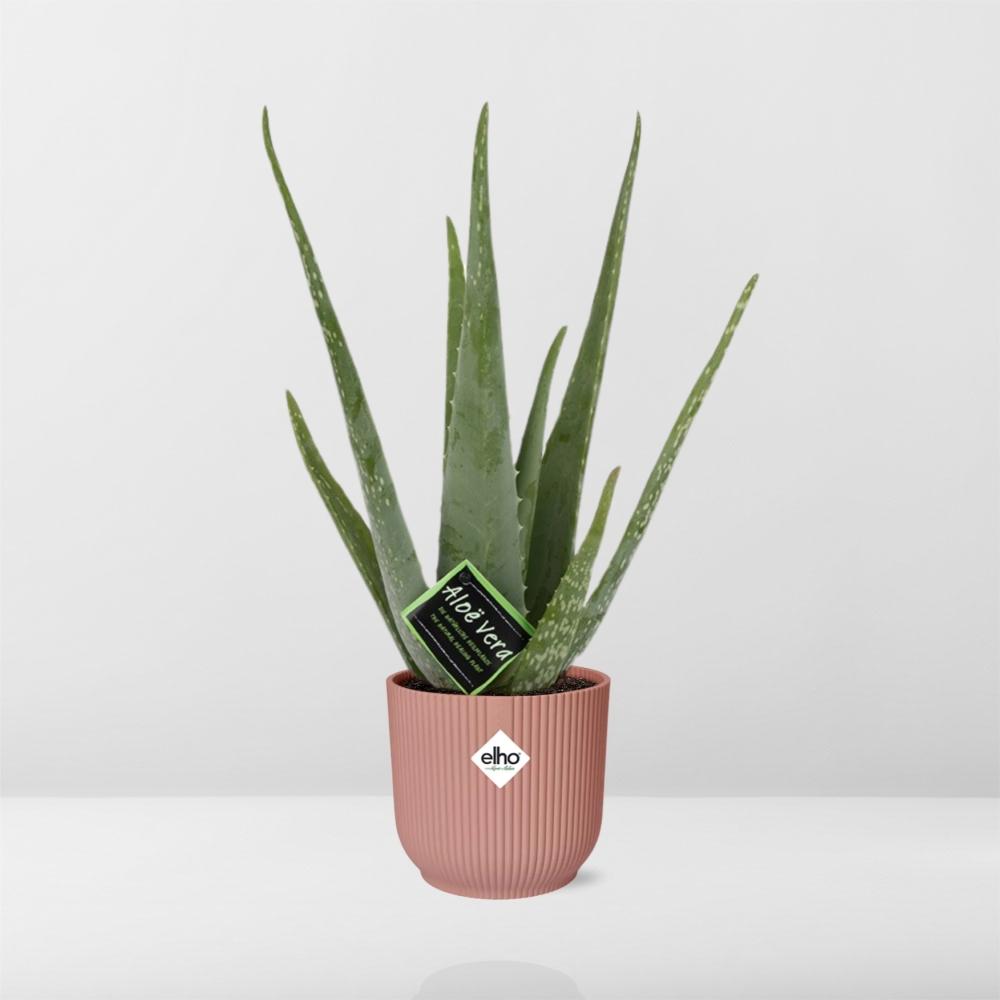 Aloe Vera – Ø12 cm in ELHO Vibes Fold 14 cm pink