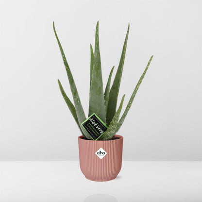 Aloe Vera – Ø12 cm in ELHO Vibes Fold 14 cm pink