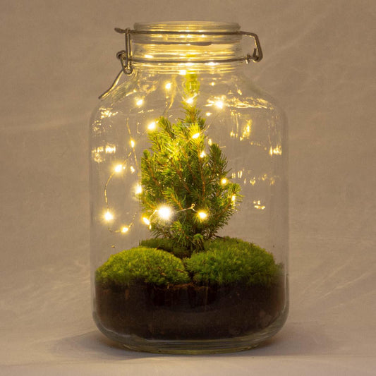 🎁🌿 DIY Terrarium Jar – Christmas – 28 cm