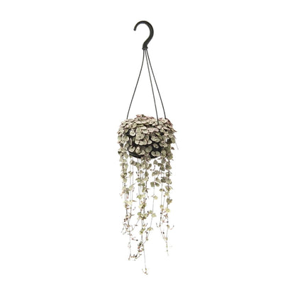 Ceropegia Woodii Variegata – String of Hearts Hanging Plant Ø14 cm ↕38 cm