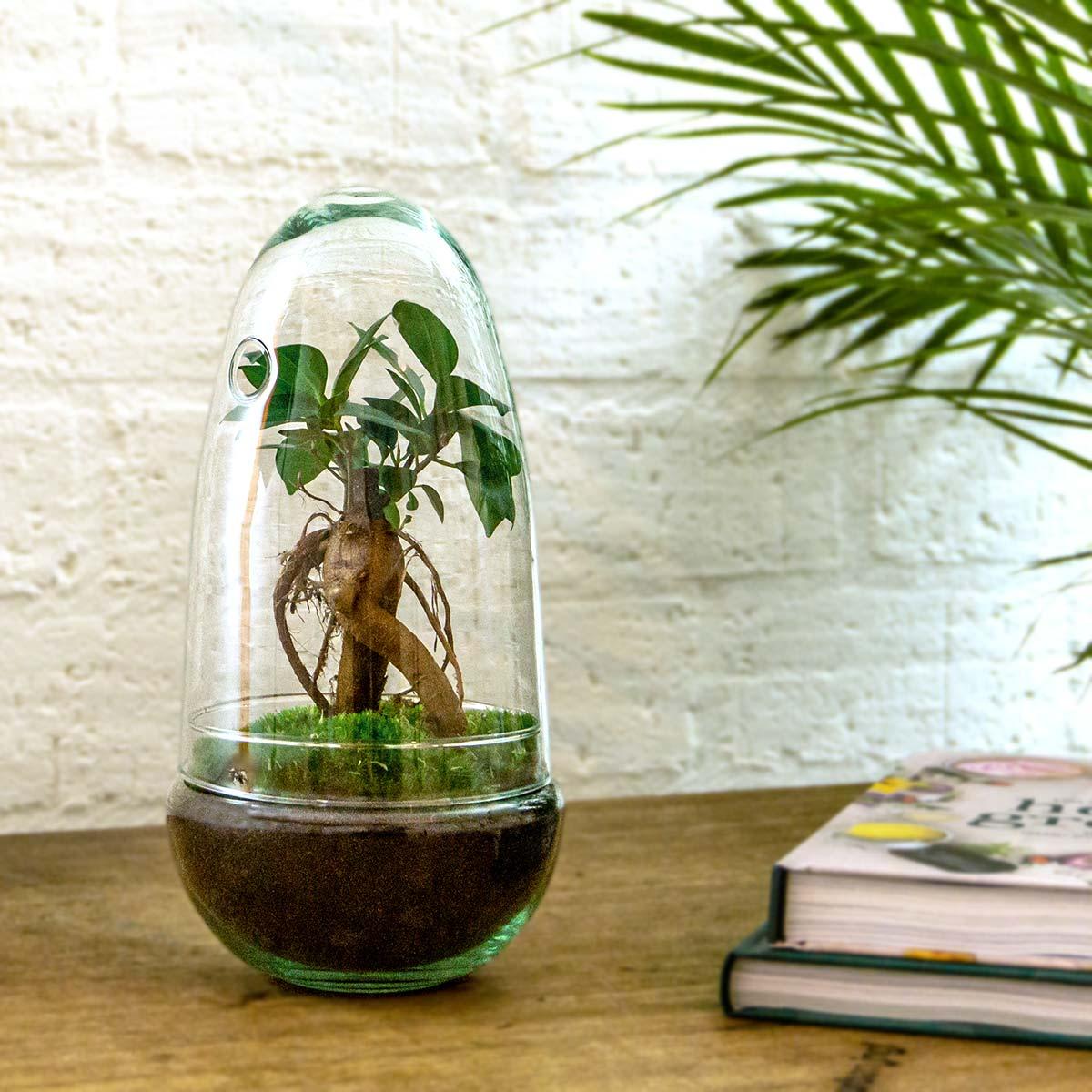 🌿 DIY Terrarium Egg – Bonsai – 25 cm