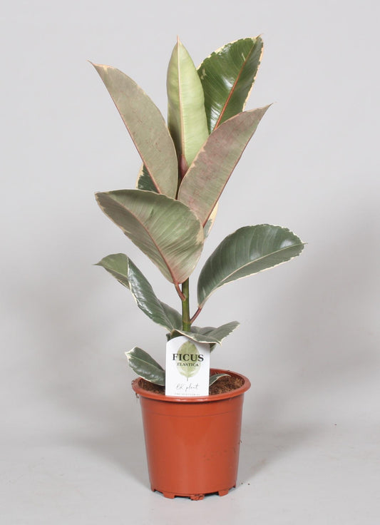 Ficus elastica 'Tineke' – Ø17cm ↕60cm | Average maintenance