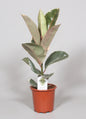Ficus elastica 'Tineke' – Ø17cm ↕60cm | Average maintenance