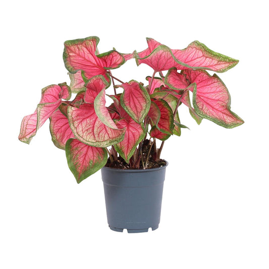 Caladium Sweetheart – Ø12cm ↕25cm | Challenging maintenance