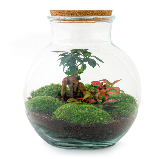🌿🛠️ DIY Terrarium Teddy – Bonsai – 26,5 cm – Inclusief tools