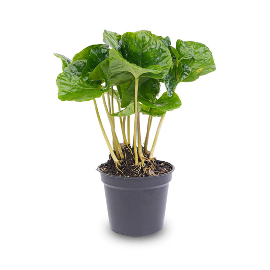 Coffea arabica – Coffee Plant – Terrarium Plant – Pot Size 6 | The Barista Baby – Average Maintenance