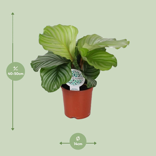 Calathea Orbifolia – Ø14cm ↕45cm | Average maintenance