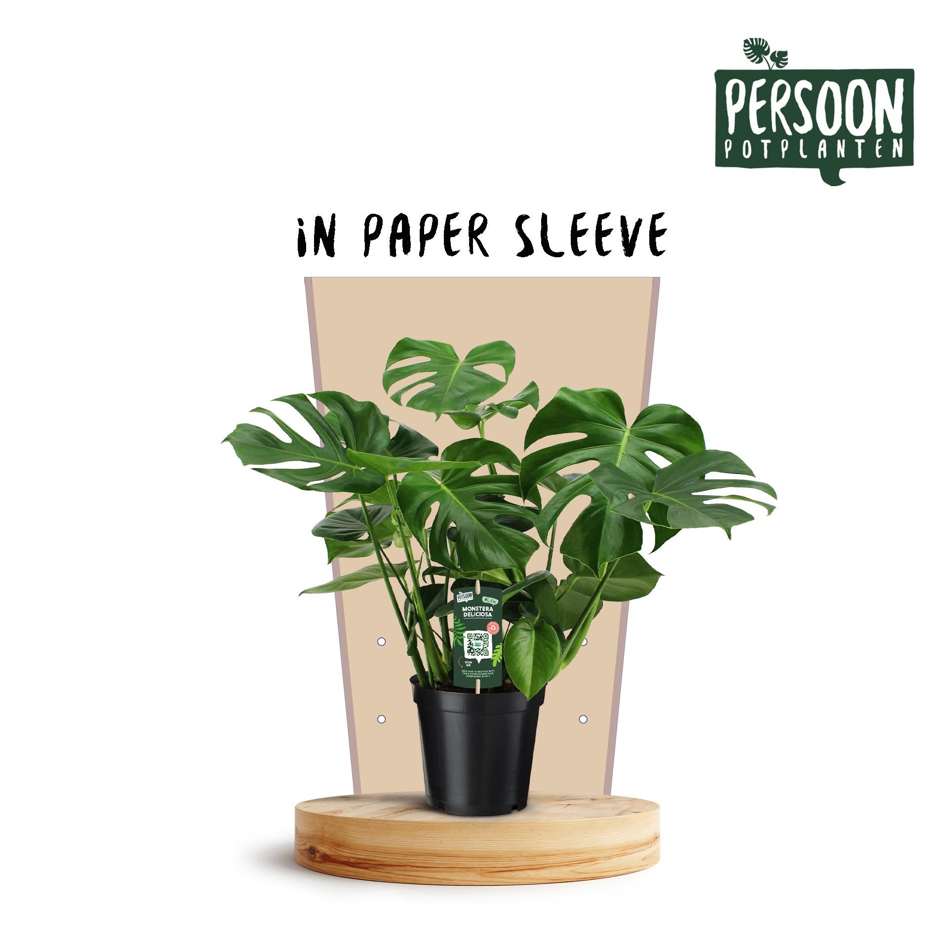 Monstera Deliciosa – Ø21cm ↕75cm | Average maintenance