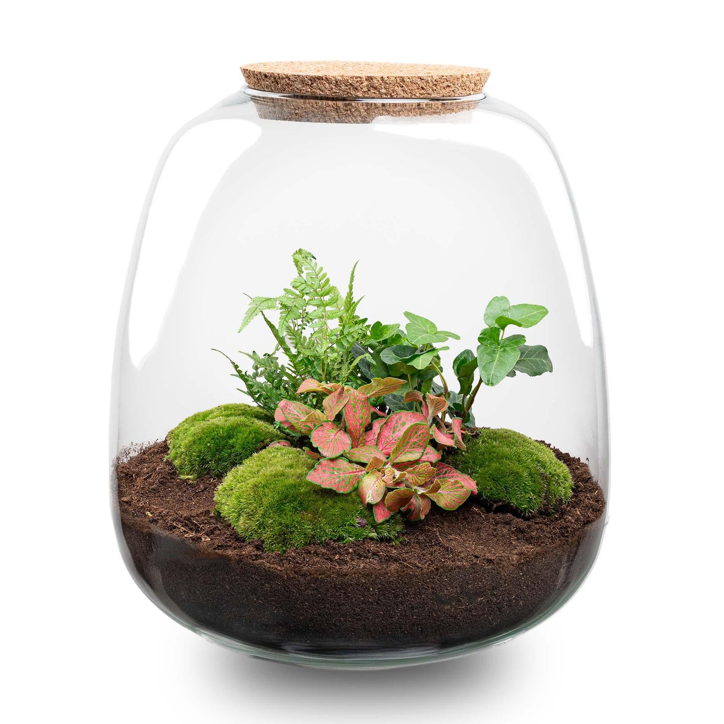 🌿💡 DIY Terrarium Emma – Hedera Red + LED – 25×23 cm