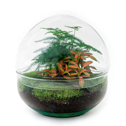🌿🛠️ DIY Terrarium Dome Red – 20 cm – Compleet met harkje, schepje, pincet & schaartje