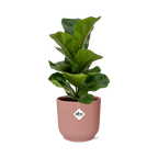 Ficus Lyrata ‘Bambino’ in ELHO Vibes Fold 14cm roze | De kleine viool – Gemiddeld onderhoud