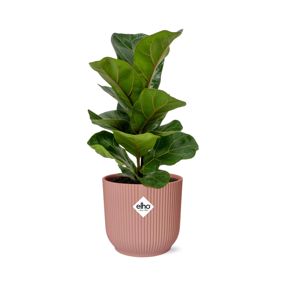 Ficus Lyrata 'Bambino' in ELHO Vibes Fold 14cm pink | The small violin – Average maintenance