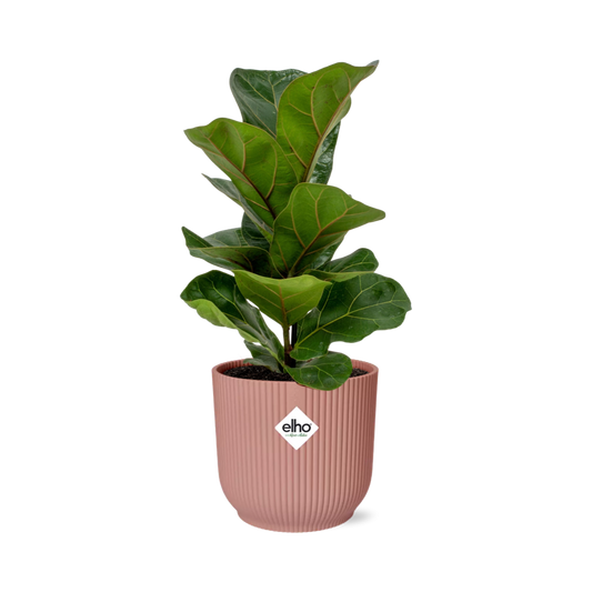 Ficus Lyrata 'Bambino' in ELHO Vibes Fold 14cm pink | The small violin – Average maintenance