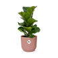 Ficus Lyrata 'Bambino' in ELHO Vibes Fold 14cm pink | The small violin – Average maintenance
