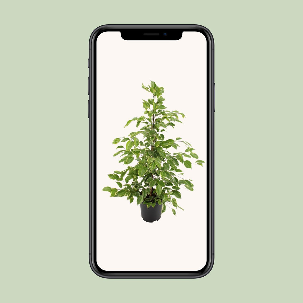 Ficus benjamina Golden King – Ø21cm ↕95cm | Average maintenance