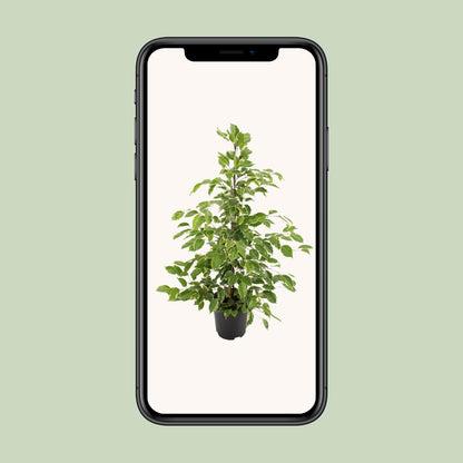 Ficus benjamina Golden King – Ø21cm ↕95cm | Average maintenance