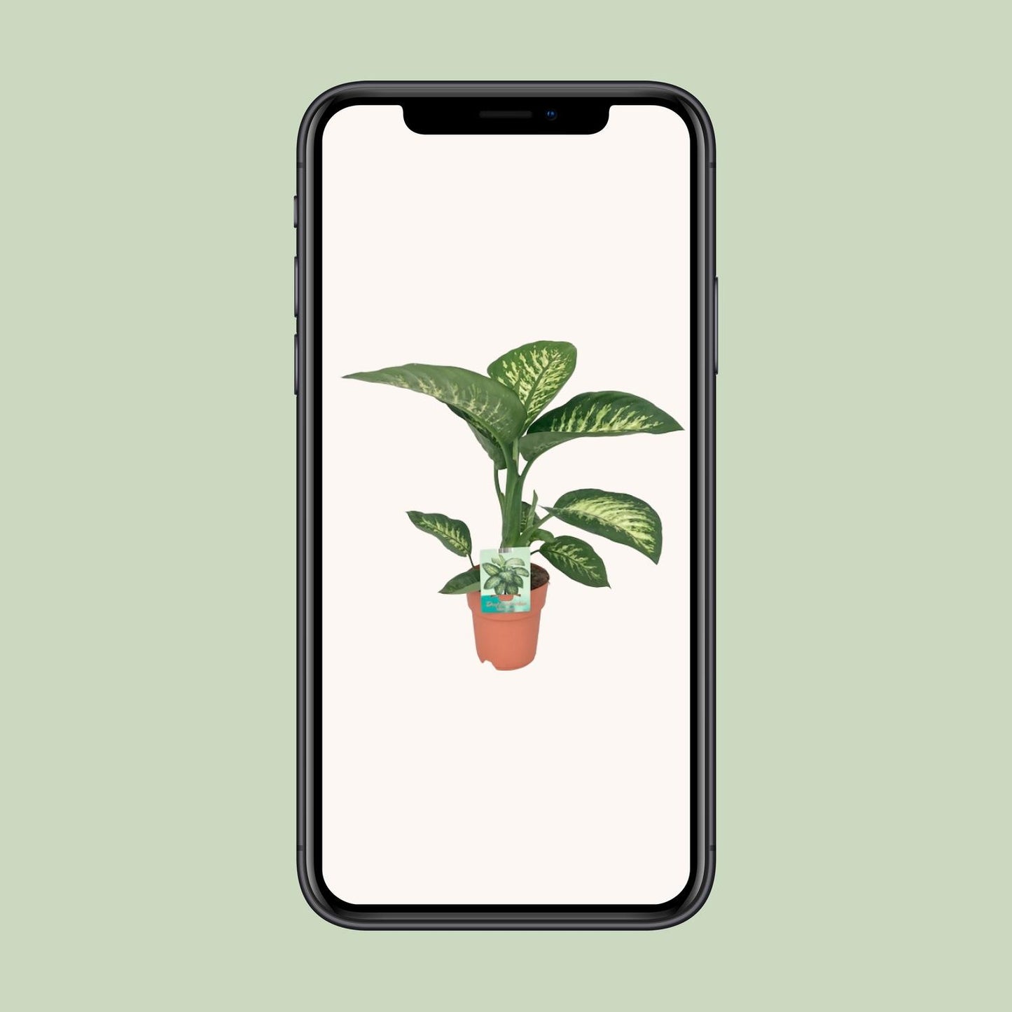 Dieffenbachia Seguine 'Tropic Snow' – Ø19cm ↕70cm | Average maintenance