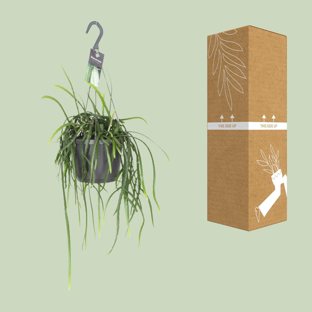Lepismium Bolivianum – Hanging Forest Cactus Ø17 cm ↕40 cm