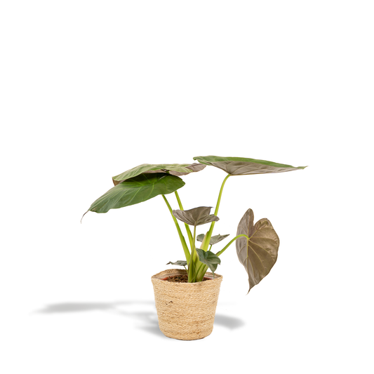 Alocasia Wentii (Elephant Ear) – Ø19cm ↕65cm + Basket Selin | Average maintenance