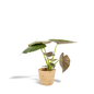 Alocasia Wentii (Elephant Ear) – Ø19cm ↕65cm + Basket Selin | Average maintenance