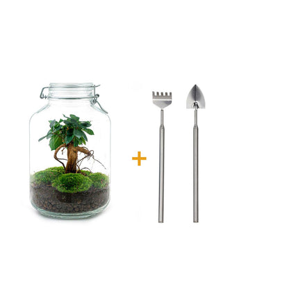 🌿🛠️ DIY Terrarium Jar – Ficus Ginseng Bonsai – 28 cm – Including rake &amp; shovel