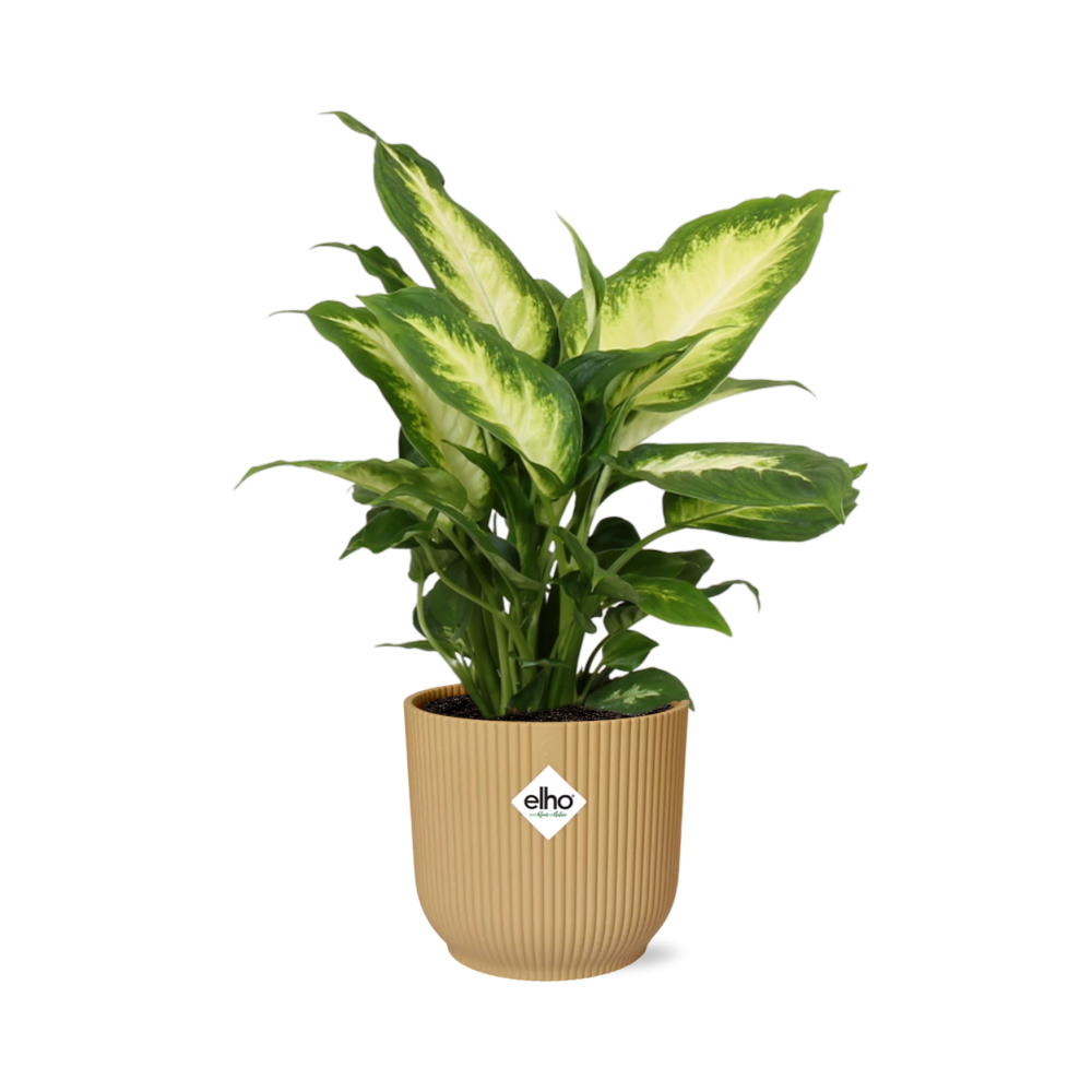Dieffenbachia 'Camilla' in ELHO Vibes Fold 14cm yellow | Colorful beauty – Average maintenance