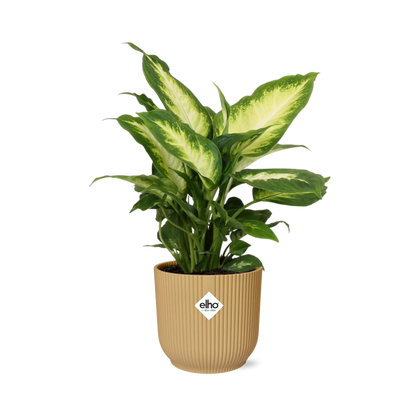 Dieffenbachia 'Camilla' in ELHO Vibes Fold 14cm yellow | Colorful beauty – Average maintenance