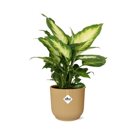 Dieffenbachia 'Camilla' in ELHO Vibes Fold 14cm yellow | Colorful beauty – Average maintenance