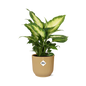 Dieffenbachia 'Camilla' in ELHO Vibes Fold 14cm yellow | Colorful beauty – Average maintenance