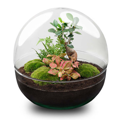 🌿 DIY Terrarium Dome XL – Ficus Ginseng Bonsai – 28 cm