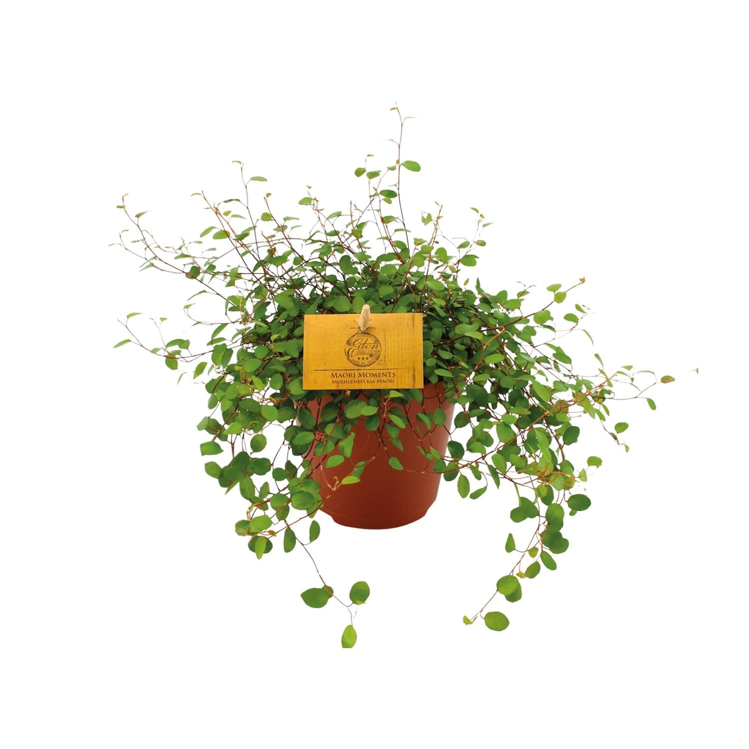 Muehlenbeckia Maori – Chain plant Hanging plant Ø12 cm ↕20 cm