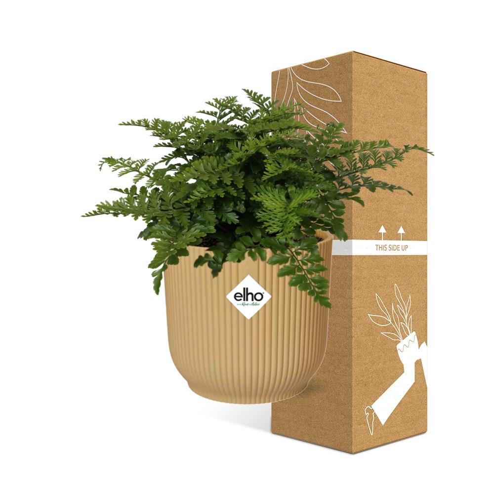 Asplenium 'Parvati' in ELHO Vibes Fold 14cm yellow | Curls with character – Average maintenance