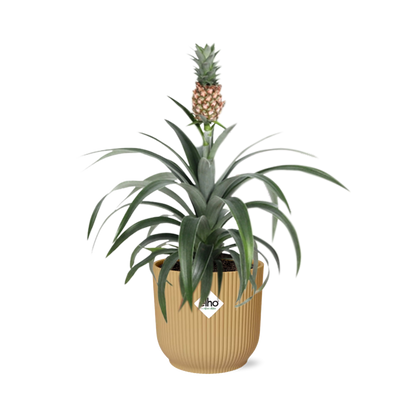 Pineapple Mi Amigo in ELHO Vibes Fold 14 cm yellow