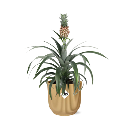 Pineapple Mi Amigo in ELHO Vibes Fold 14 cm yellow