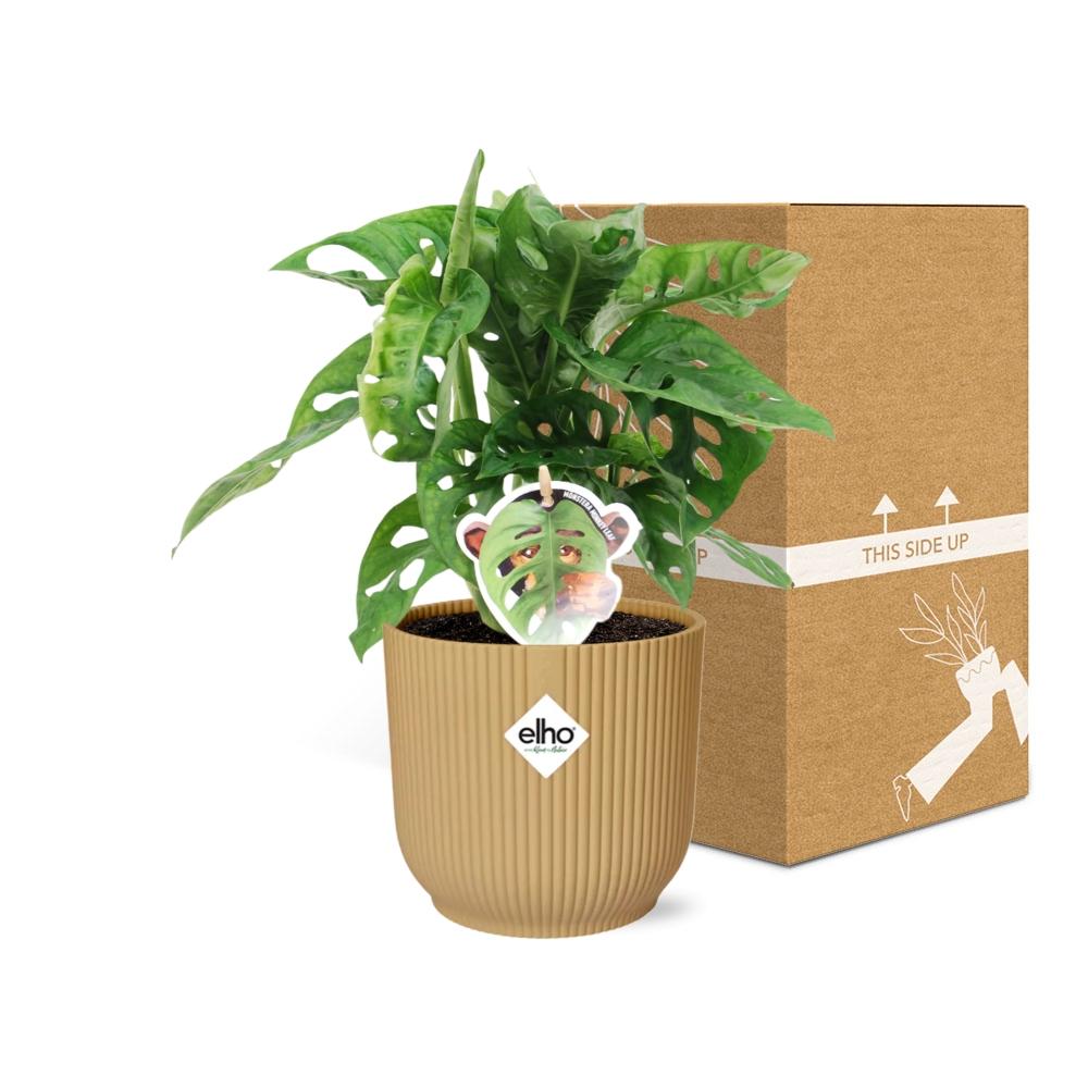 Monstera 'Monkey Leaf' in ELHO Vibes Fold 14 cm yellow