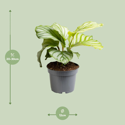 Calathea Orbifolia - Ø12cm - ↕25cm | The Zen Peacock Fan – Challenging Maintenance