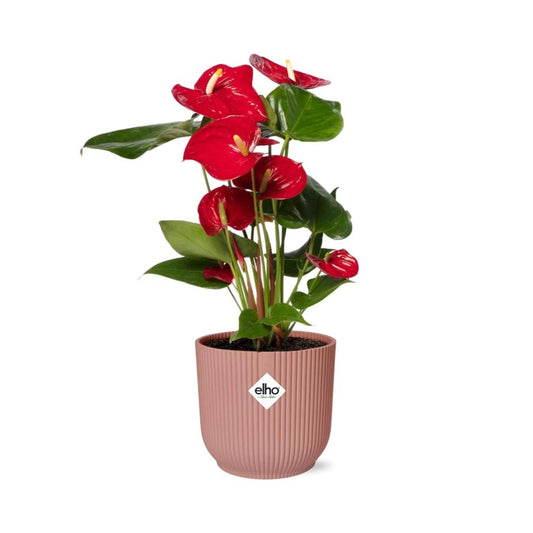 Anthurium Red 12cm in ELHO Vibes Fold 14cm pink | Tropical diva – Average maintenance