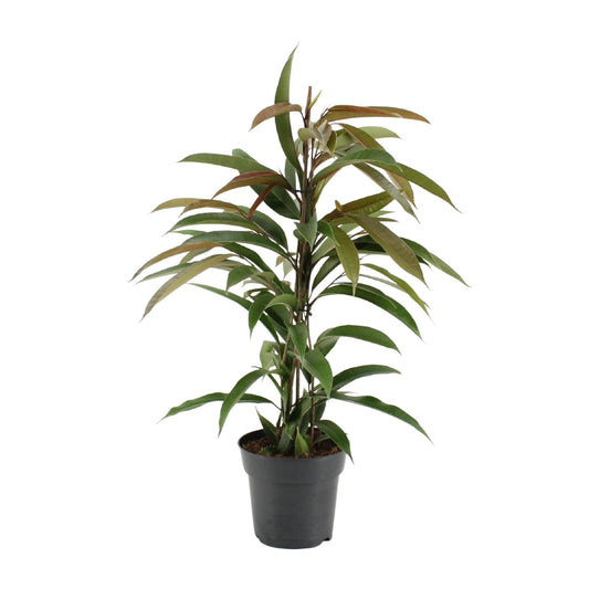 Ficus 'Amstel King' – Ø17cm ↕70cm | Slender leaf king – Average maintenance