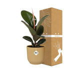 Ficus elastica ‘Robusta’ in ELHO Vibes Fold 14cm – Geel | Gemiddeld onderhoud