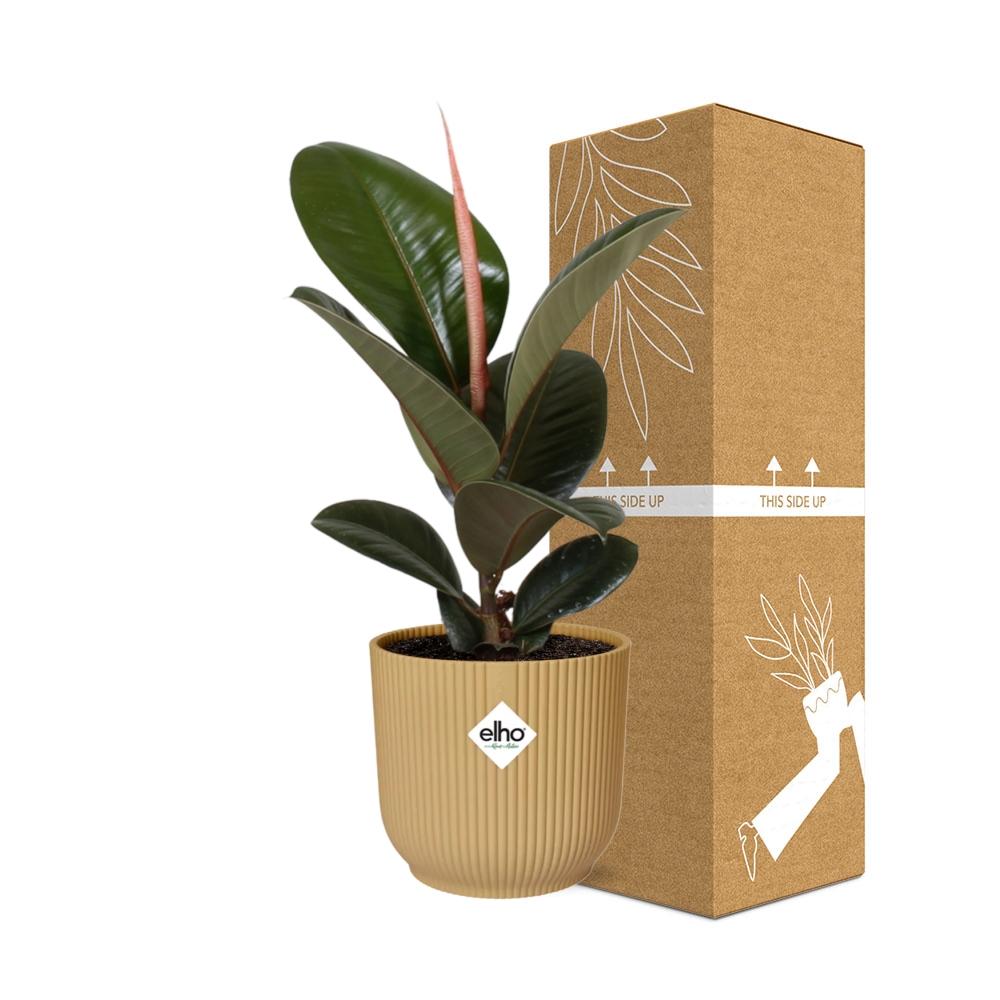 Ficus elastica 'Robusta' in ELHO Vibes Fold 14cm – Yellow | Average maintenance