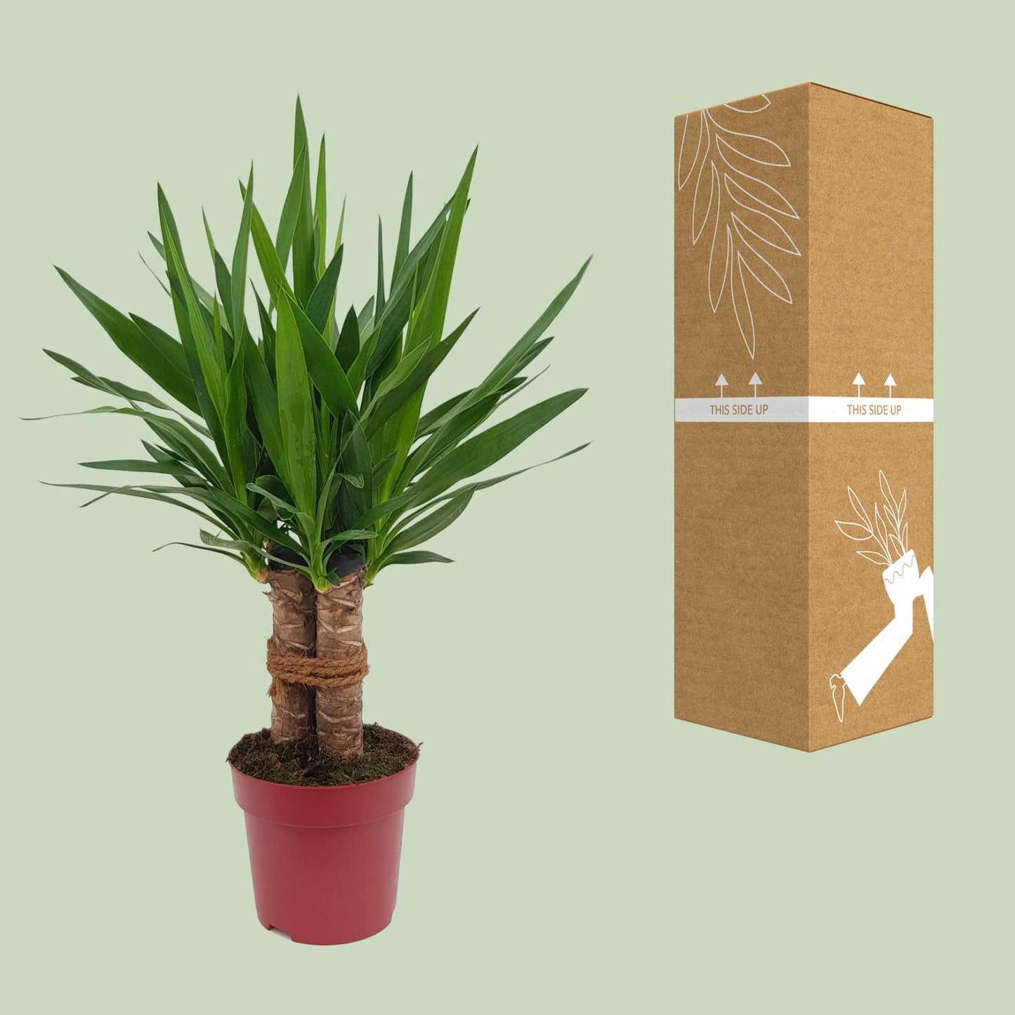 Yucca “Tres Cañas” – Ø19cm ↕70cm | Easy maintenance