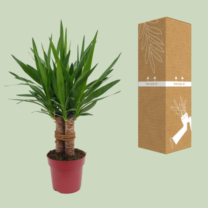 Yucca “Tres Cañas” – Ø19cm ↕70cm | Easy maintenance