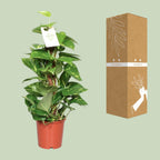 Epipremnum pinnatum op mosstok – Ø15cm ↕60cm | Makkelijk onderhoud