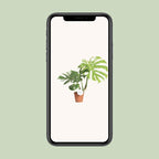 Monstera 'Thai Constellation' – Ø15cm ↕40–50cm | Milky Way on leaf – Challenging maintenance