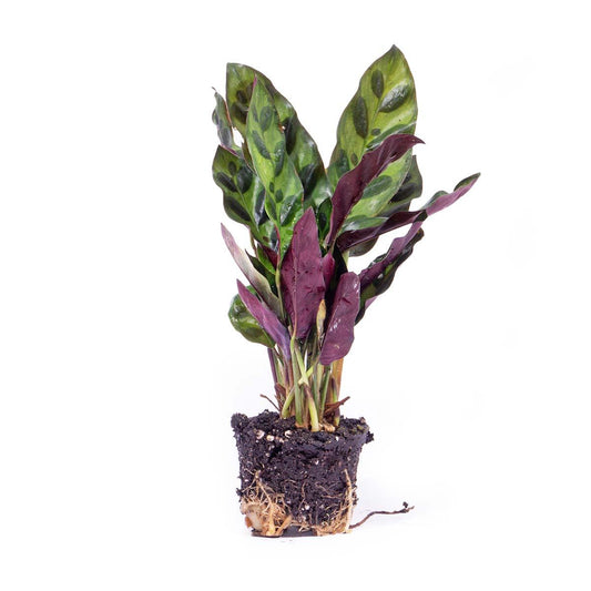 Calathea Lancifolia – Peacock Plant – Terrarium Plant – Pot Size 6 | The Rattlesnake Mini – Average Maintenance