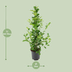 Ficus microcarpa Moclame – Ø21cm ↕95cm | Easy maintenance